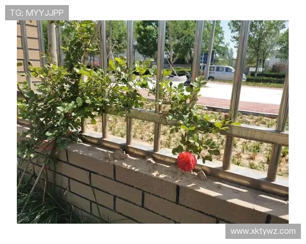 如何通过开云网址获取最新消息和官方通知，保持信息畅通